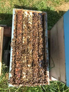 2025 -  5 Frame Honey Bee Nuc - 2024/2025 Queen