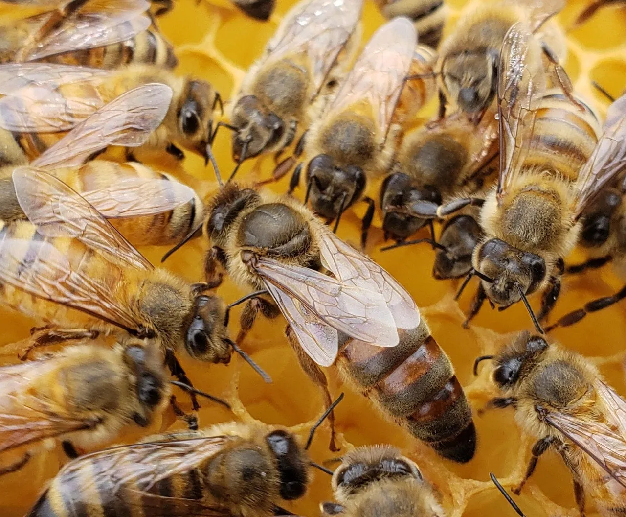 2025 -  5 Frame Honey Bee Nuc - 2024/2025 Queen