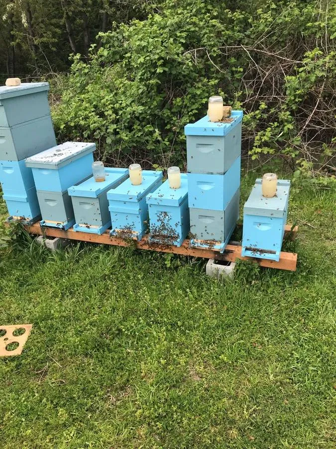 2025 -  5 Frame Honey Bee Nuc - 2024/2025 Queen