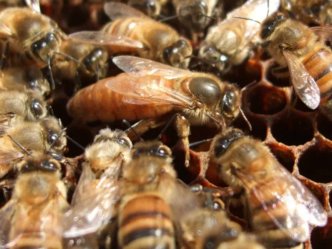 2025 -  5 Frame Honey Bee Nuc - 2024/2025 Queen