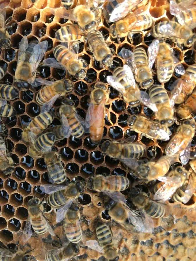 2025 -  5 Frame Honey Bee Nuc - 2024/2025 Queen