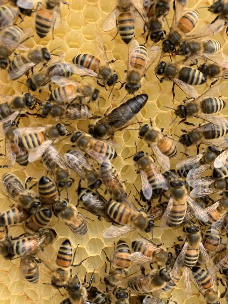 2025 -  5 Frame Honey Bee Nuc - 2024/2025 Queen