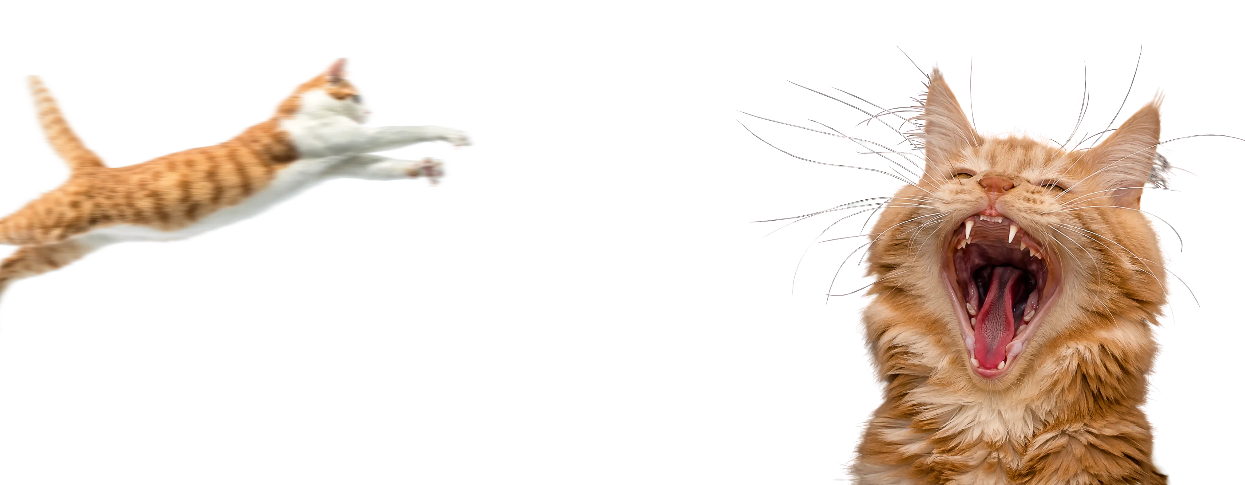 Catmosphere
