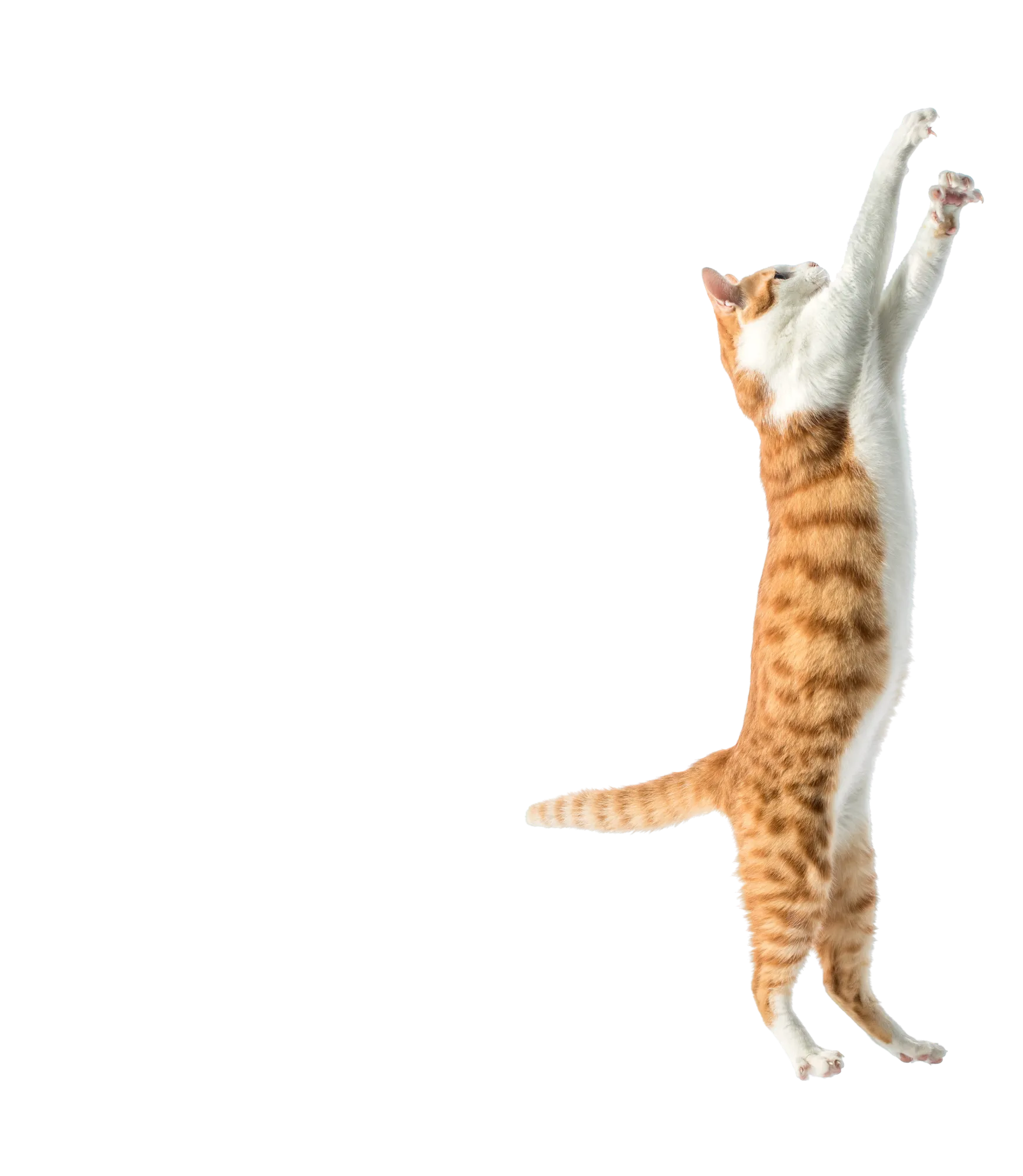 Catmosphere