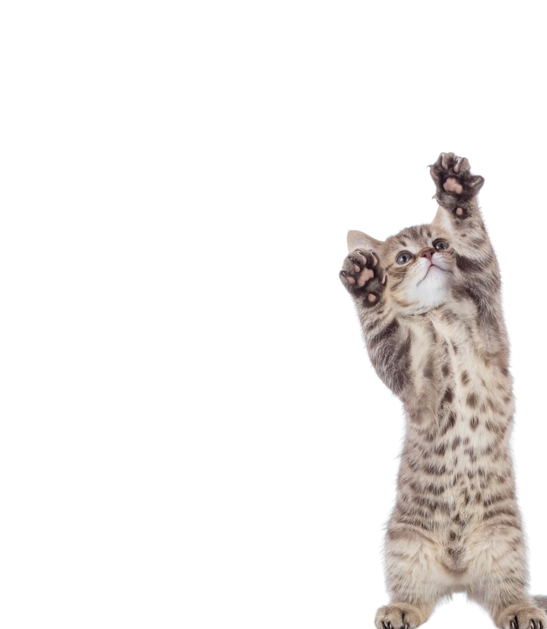 Catmosphere