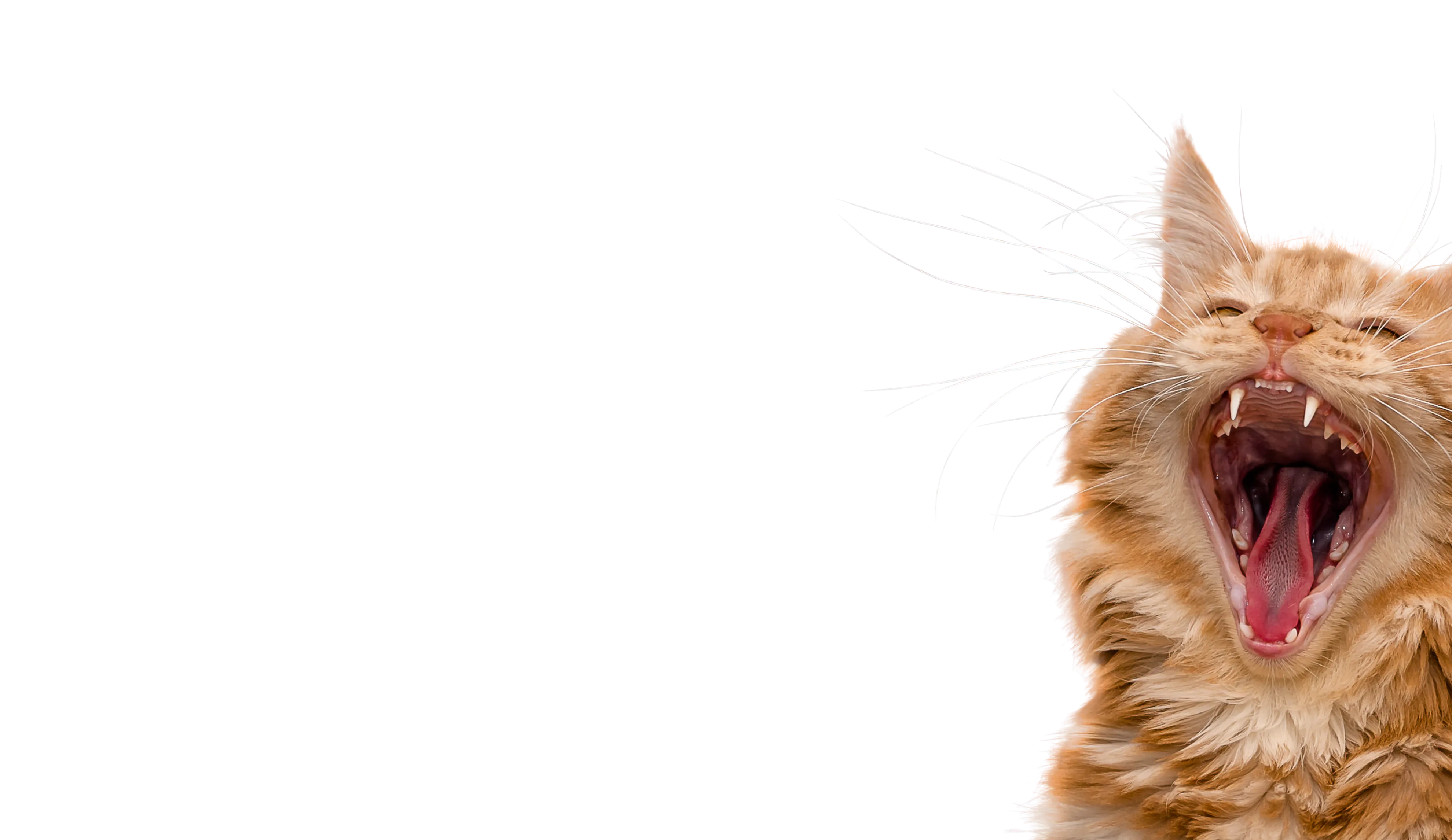 Catmosphere
