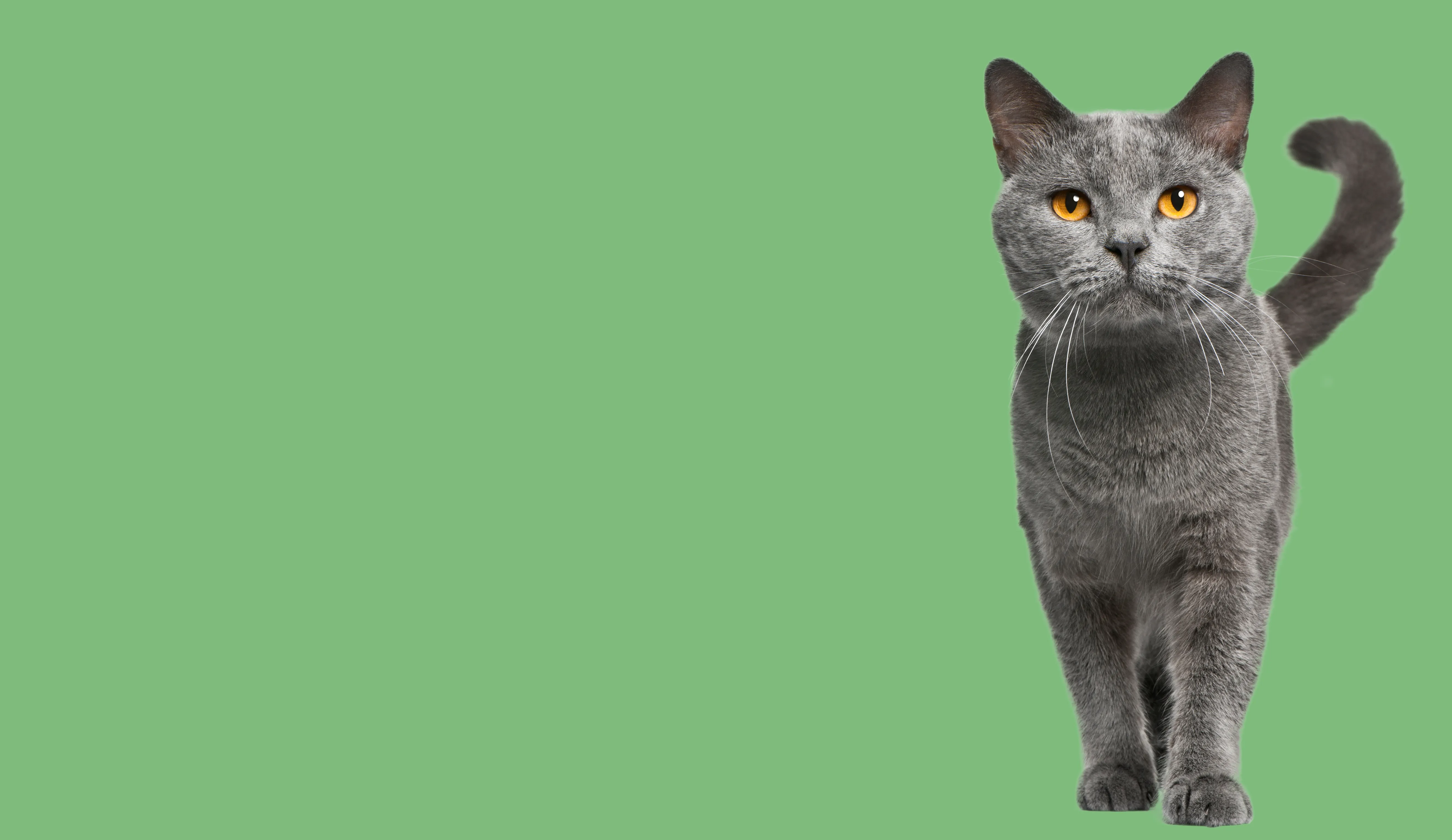 Catmosphere