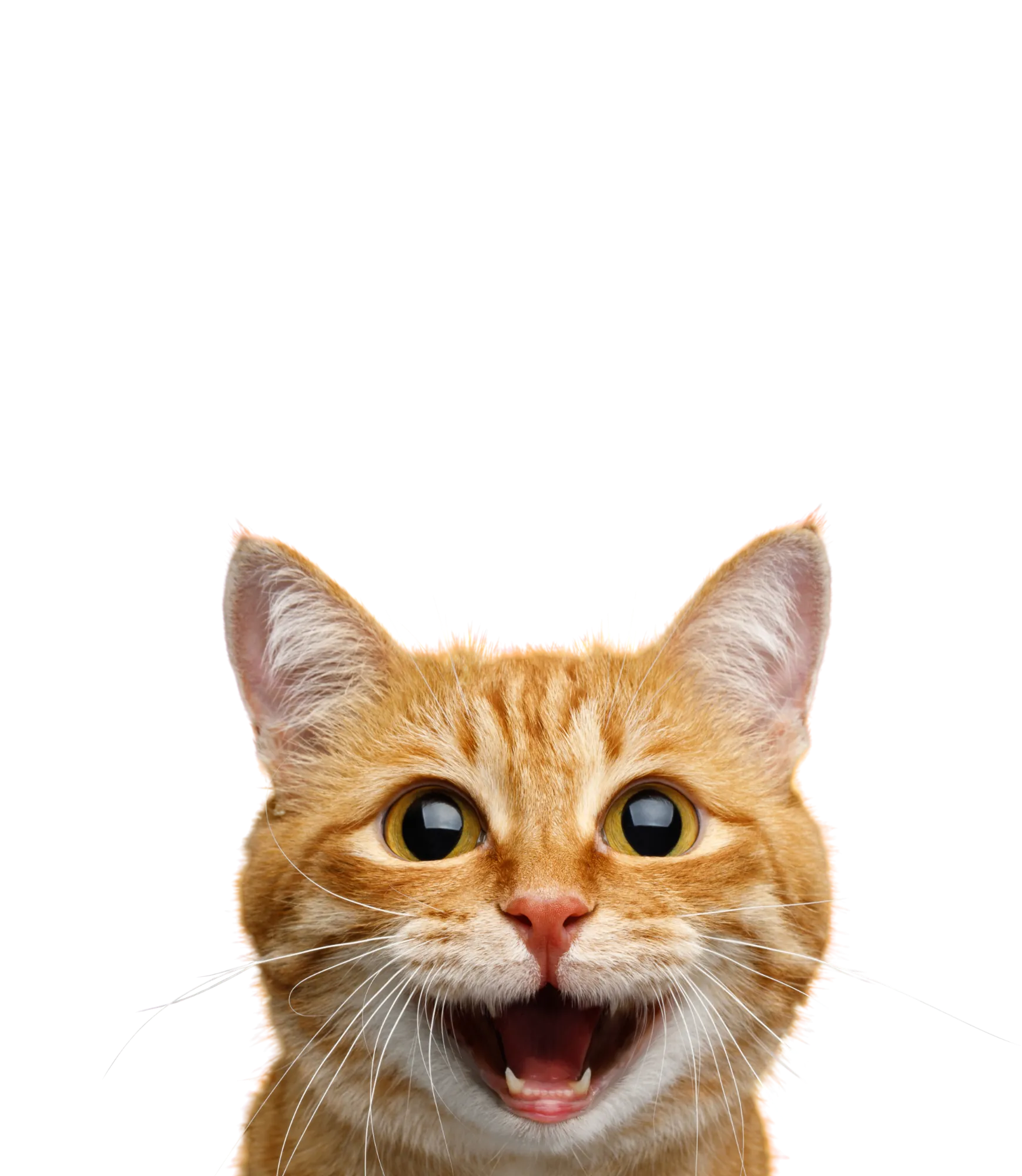 Catmosphere