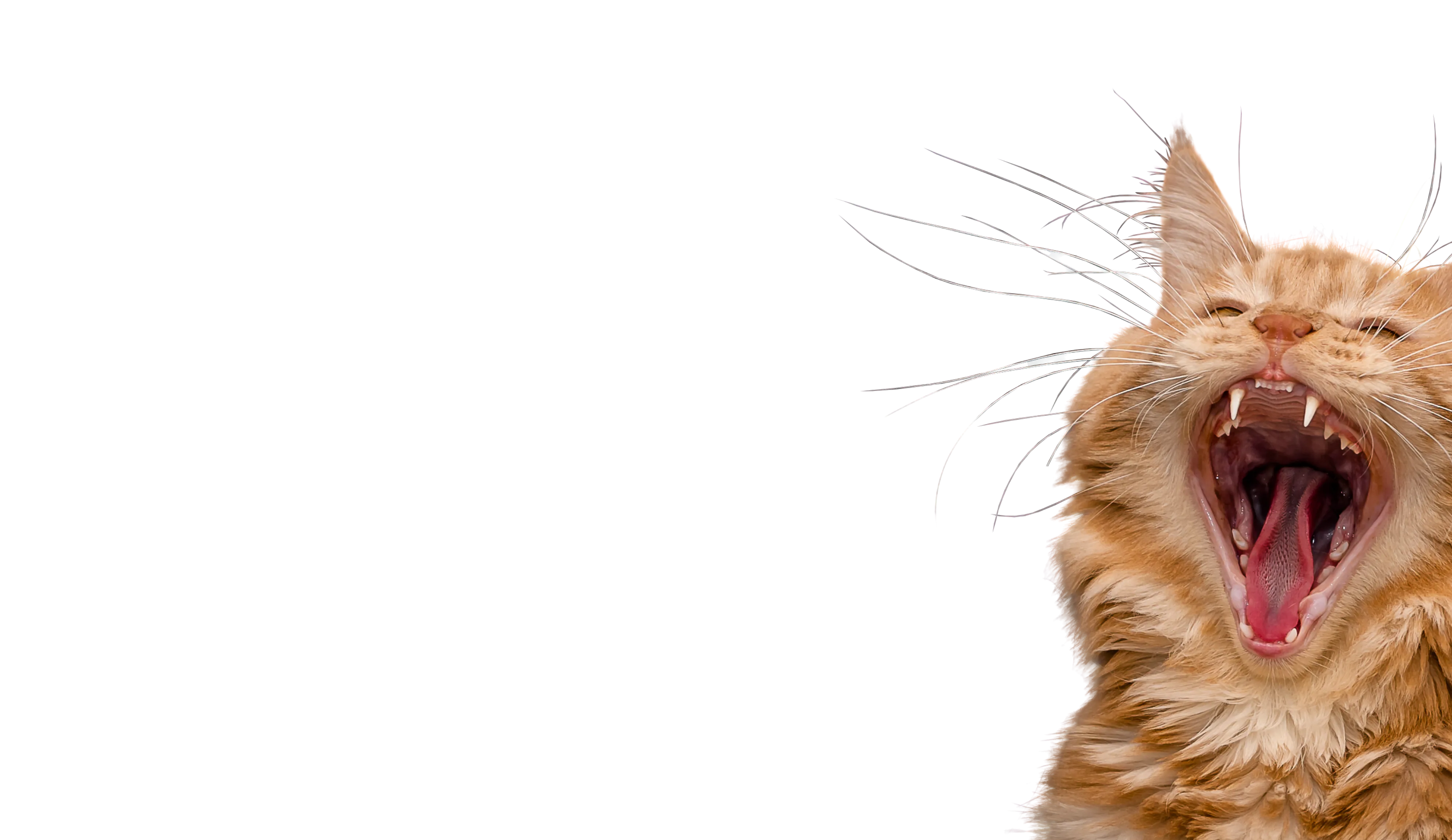 Catmosphere
