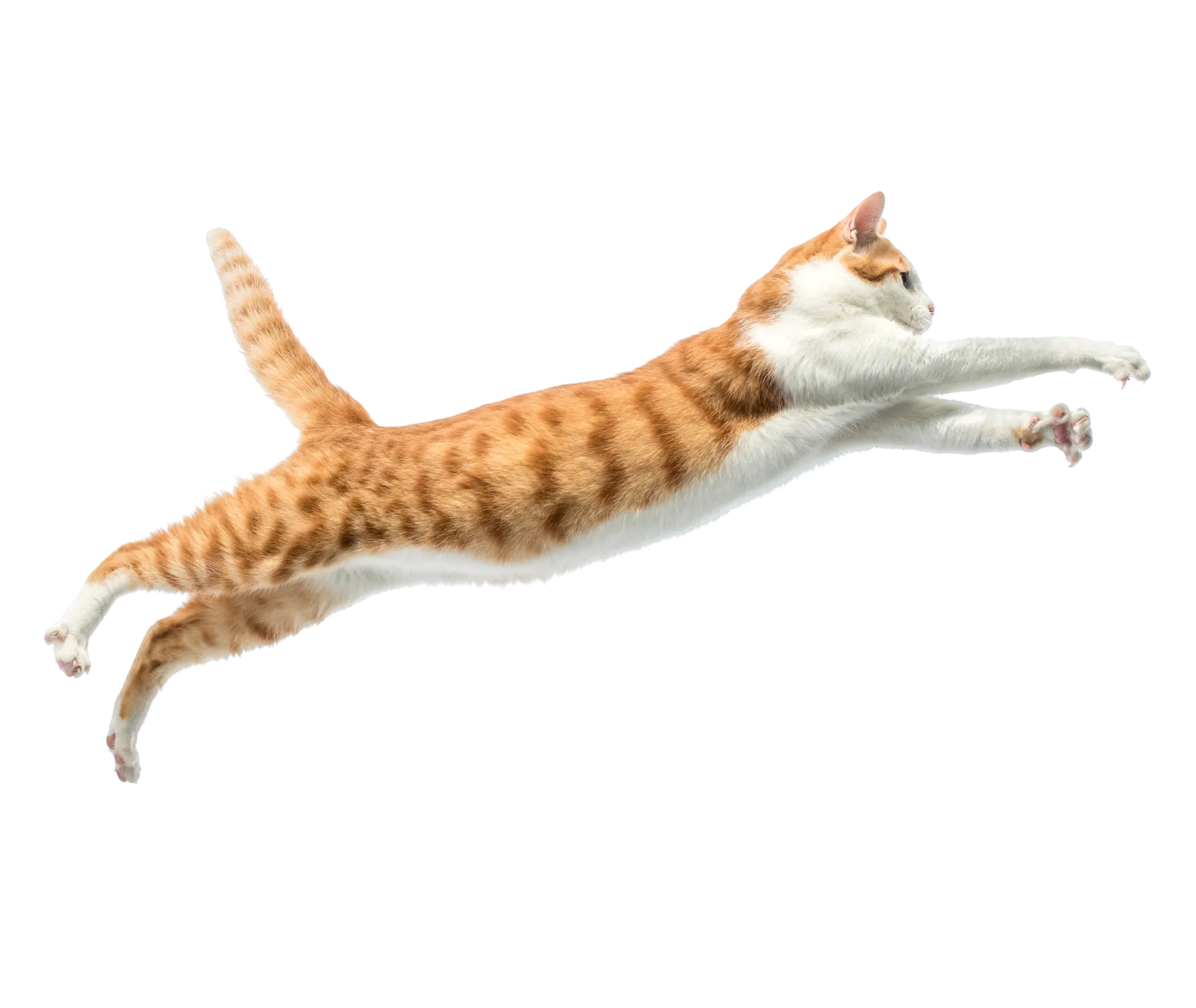 Catmosphere