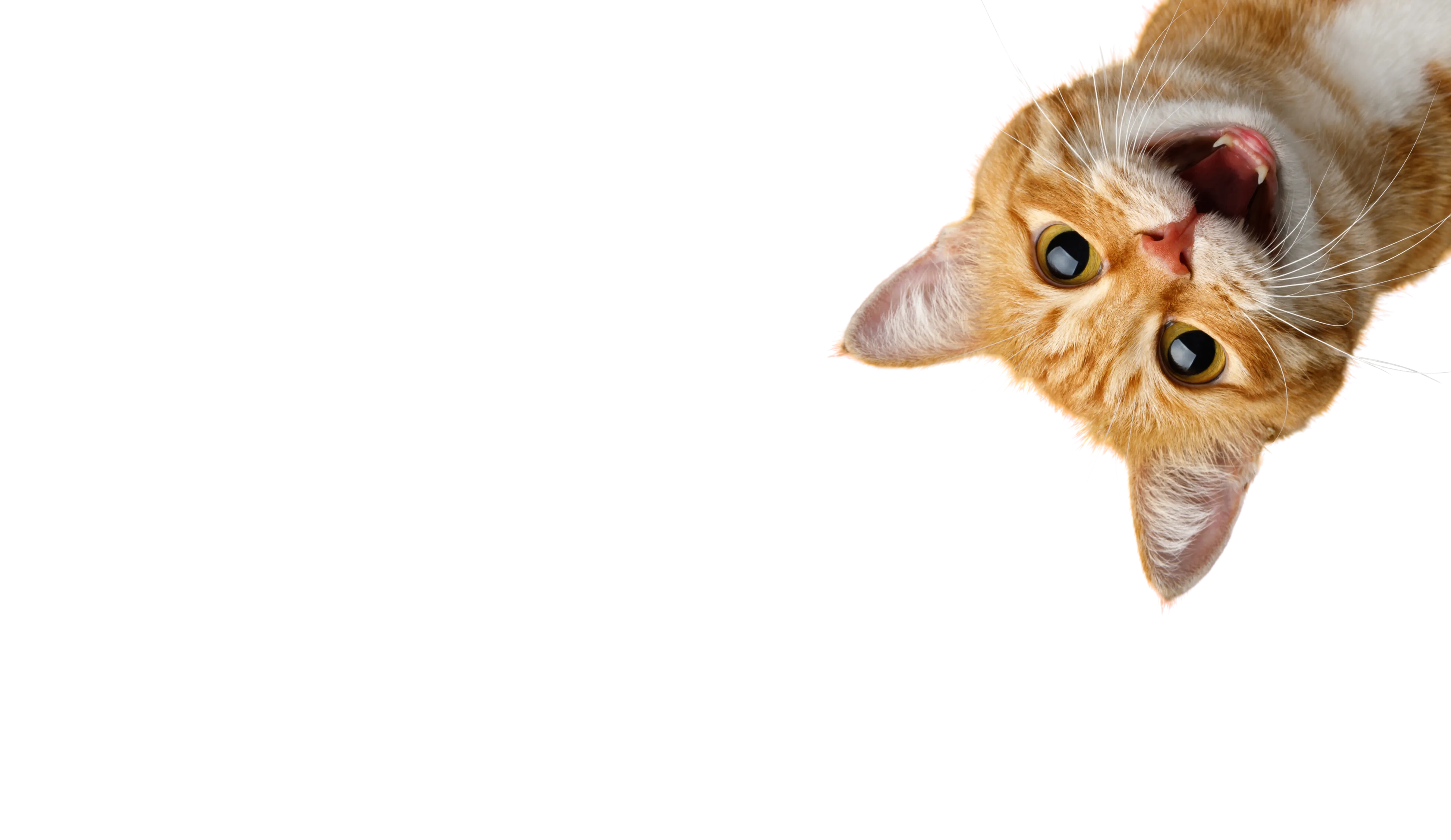 Catmosphere