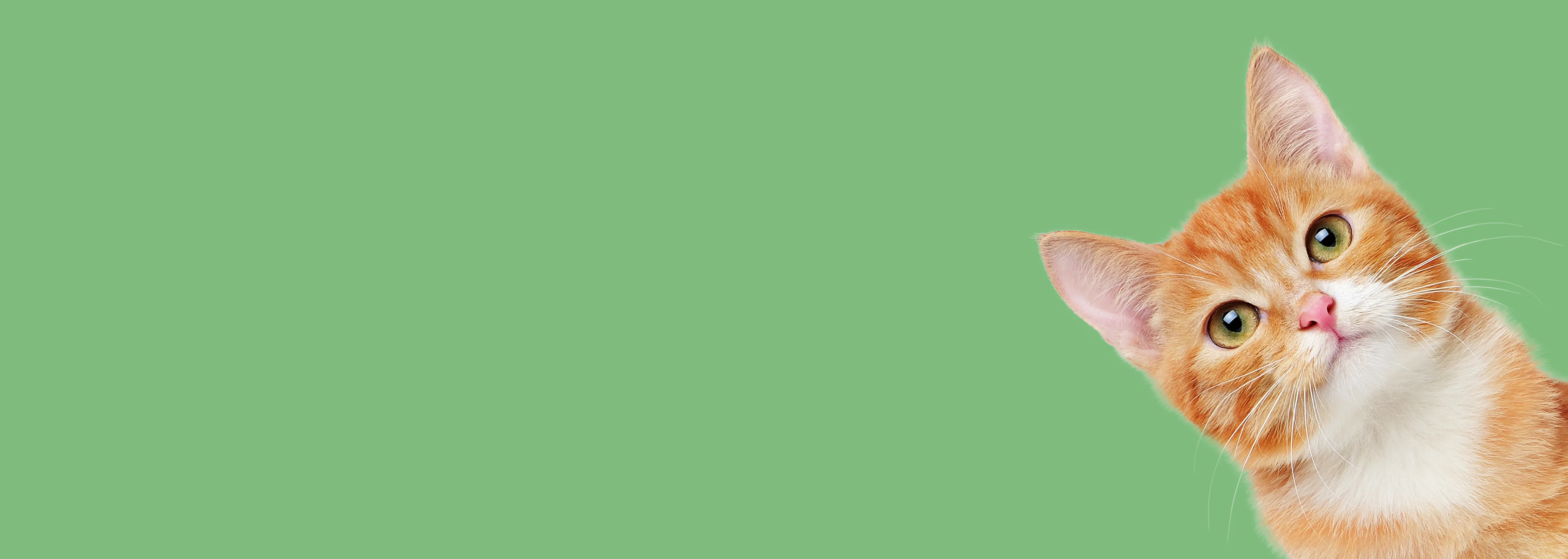 Catmosphere