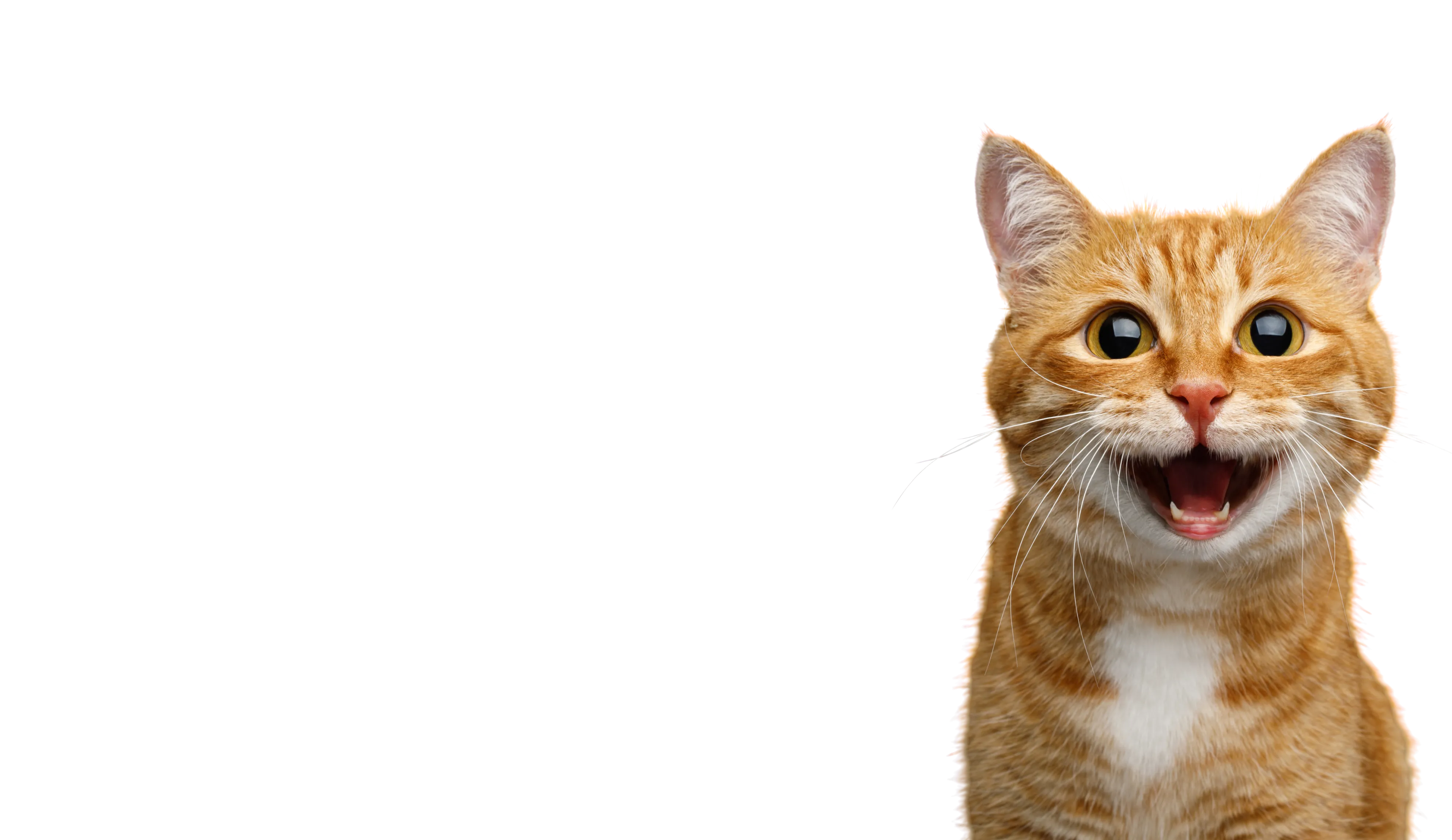 Catmosphere