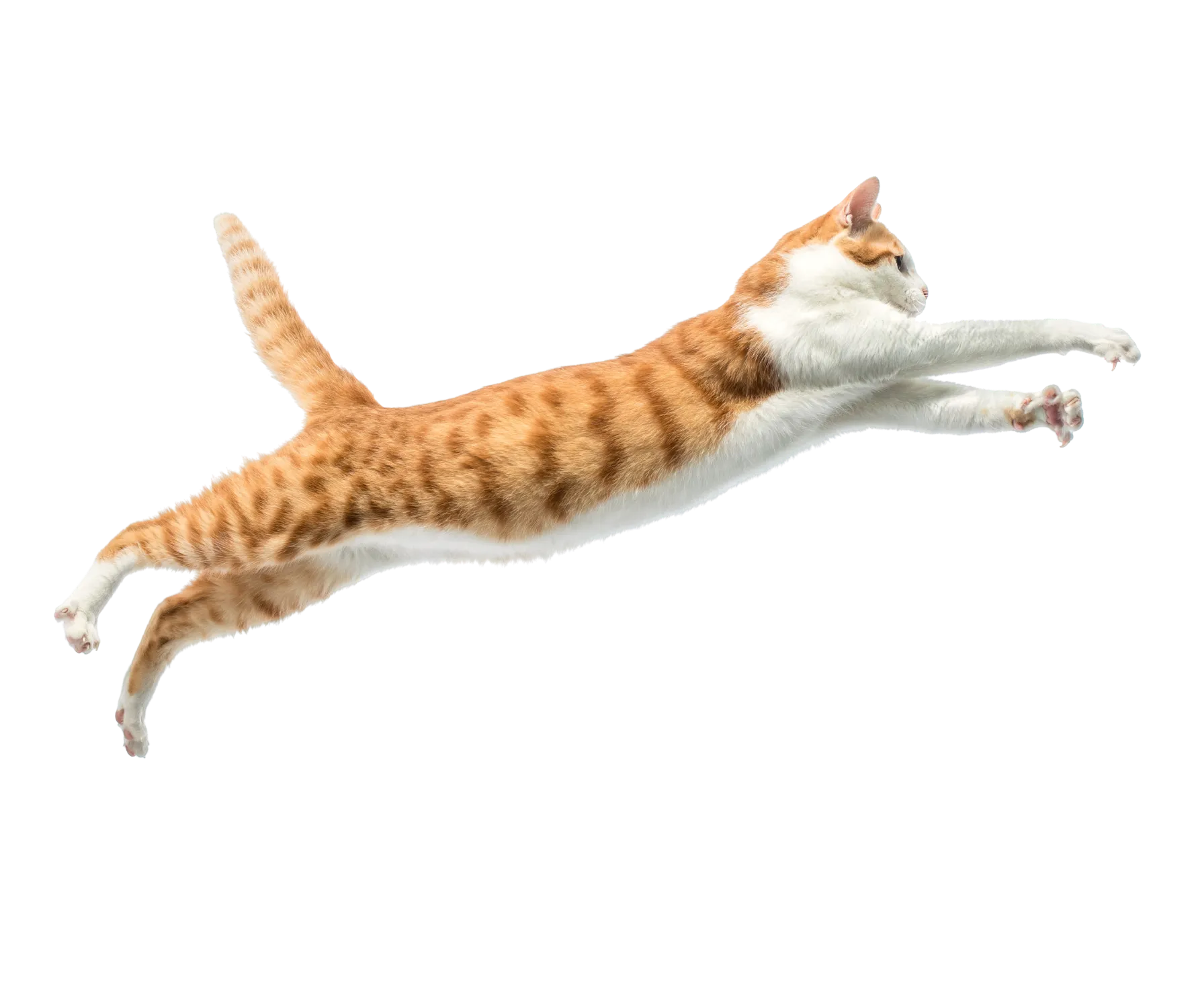 Catmosphere